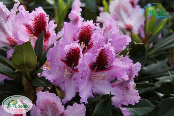 Rhododendron Kabarett